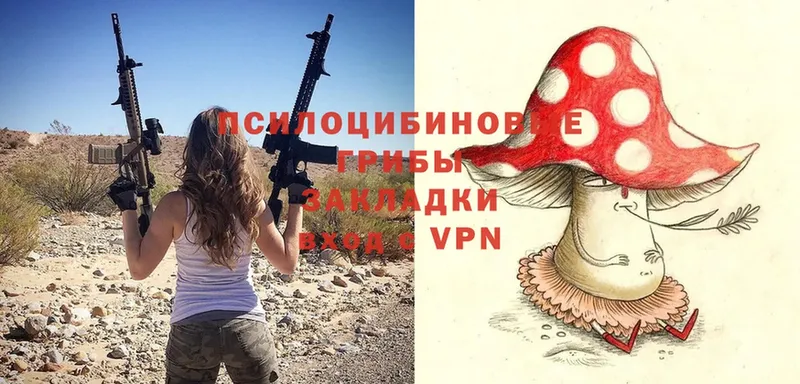 Псилоцибиновые грибы Psilocybe  Торжок 